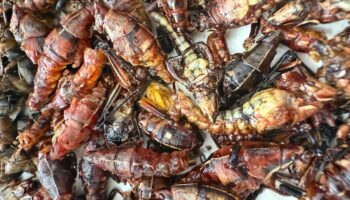 Itandehui y Palenque Aislados, el paraíso de la entomofagia